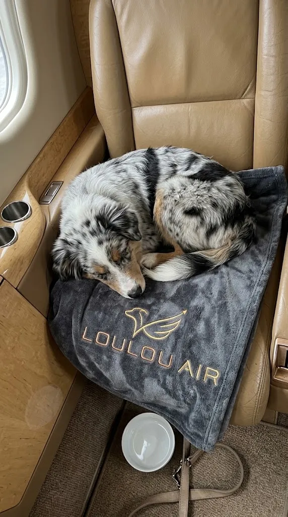 Un berger australien endormi sur une couverture Loulou Air, dans le siège en cuir d’un jet privé
