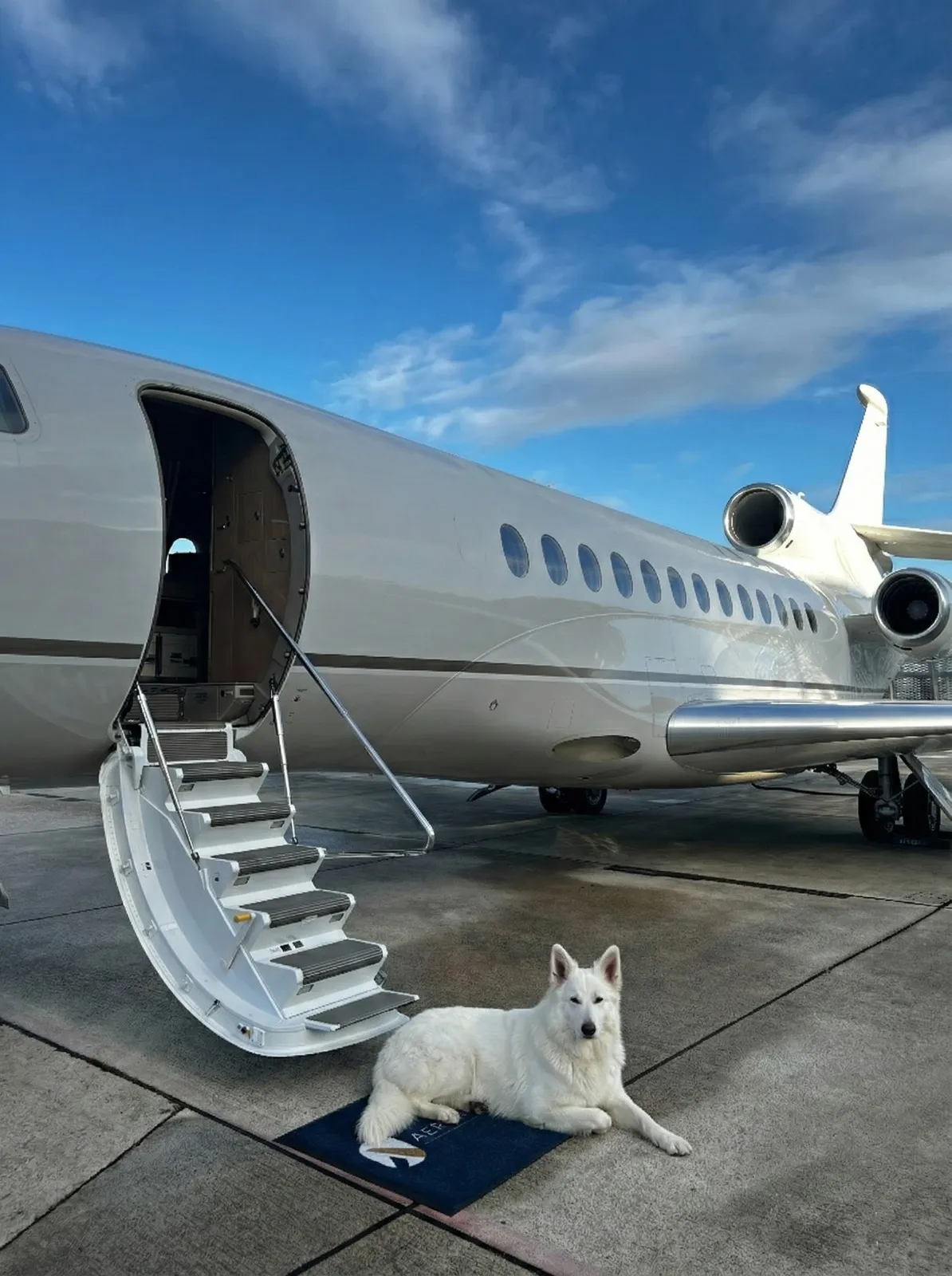 A dog settled in the cabin of a private jet, next to its owner