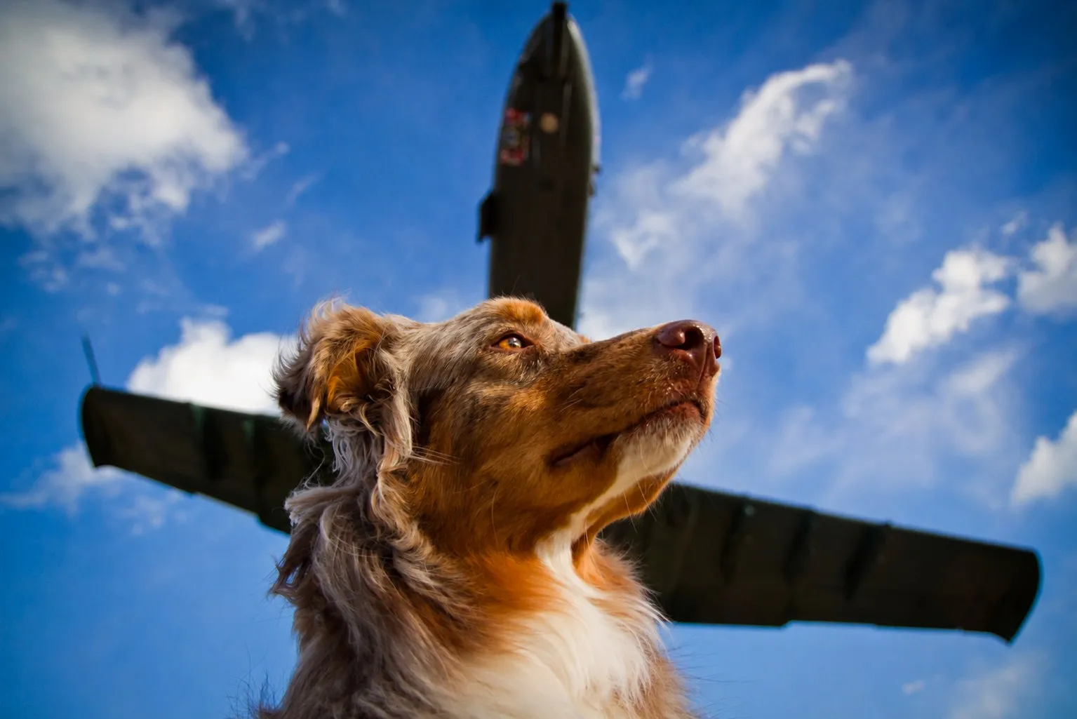 An Australian shepherd looks up at an aircraft passing through a blue sky